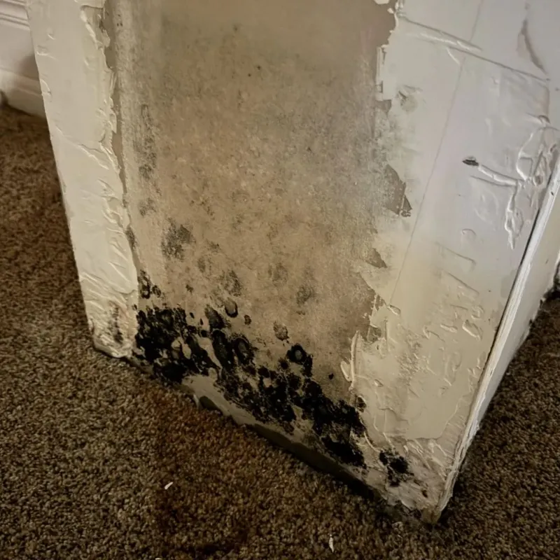 Professional Mold Removal in Suffern, NY